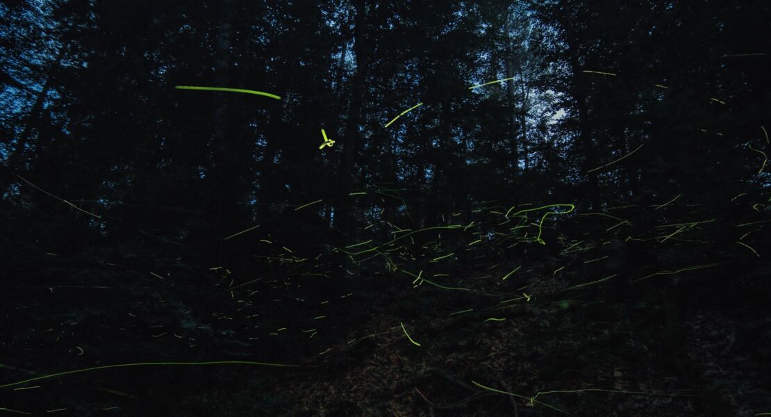 insekten-helden-im-verborgenen