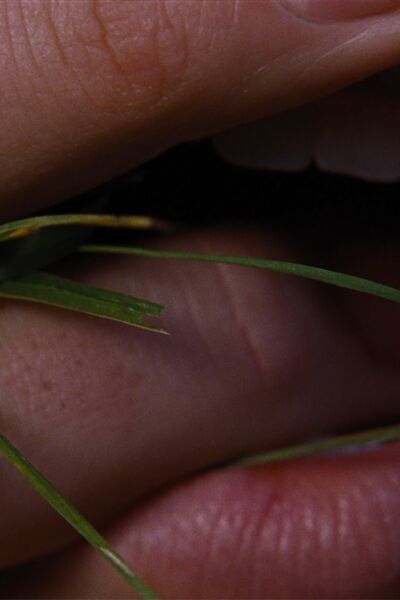 wuthering-heights-sturmhohe