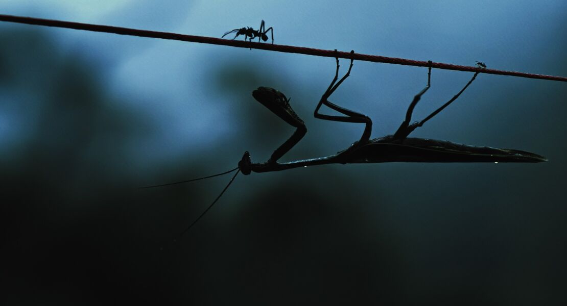 insekten-helden-im-verborgenen