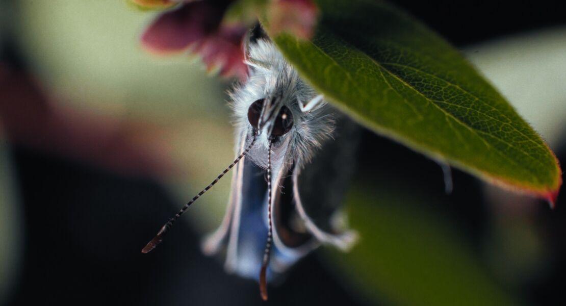 insekten-helden-im-verborgenen
