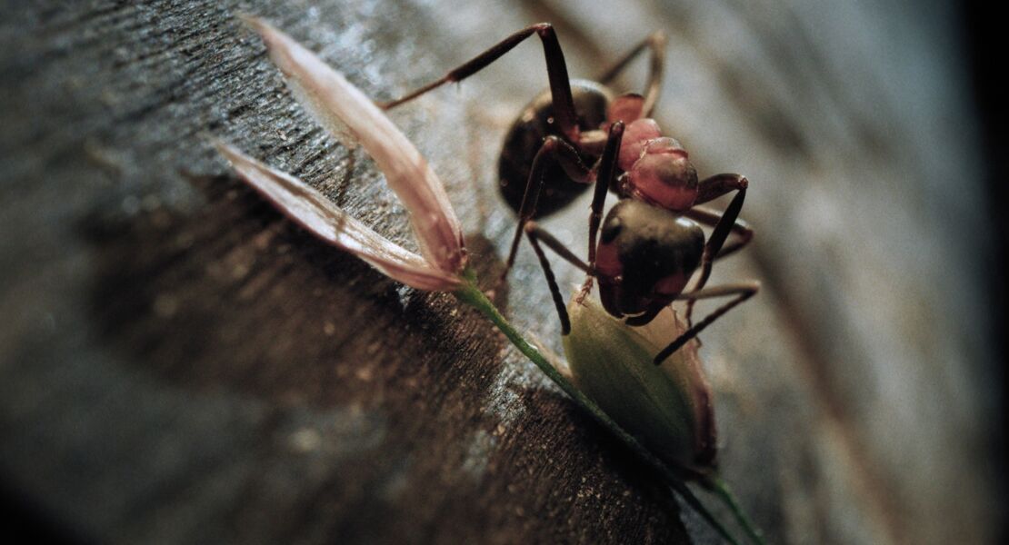 insekten-helden-im-verborgenen