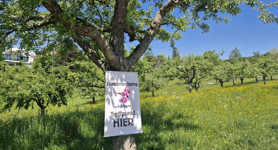 krauterrundgang-die-wiesenapotheke-teil2