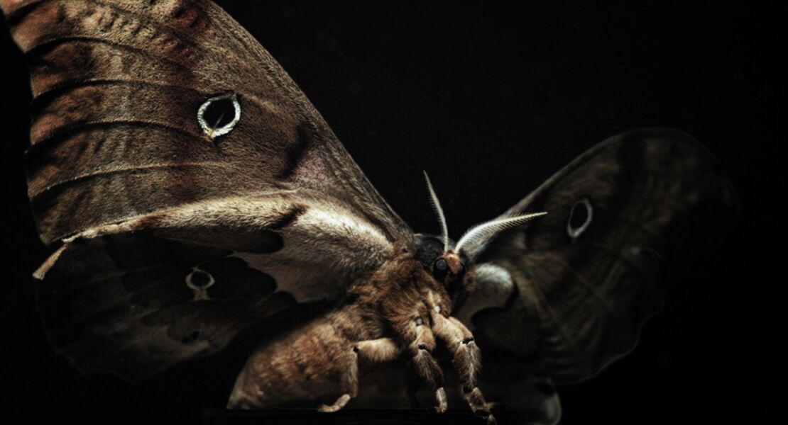 insekten-helden-im-verborgenen