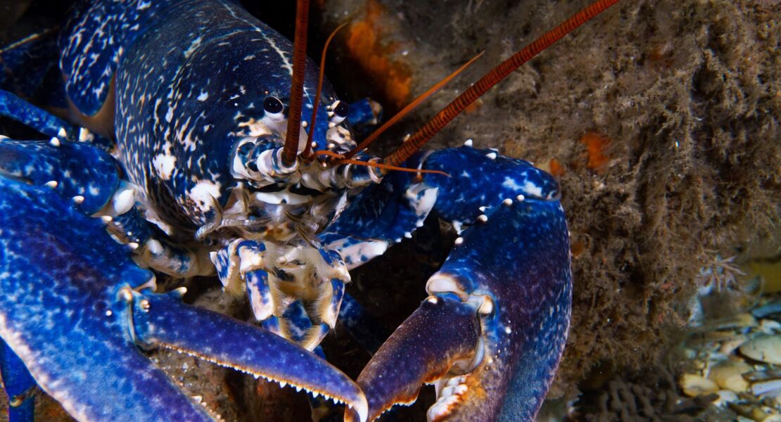 die-wilde-nordsee-natur-die-sich-nicht-zahmen-lasst