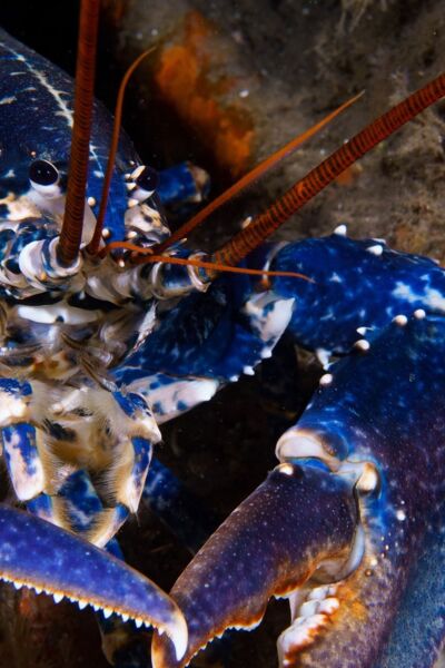 die-wilde-nordsee-natur-die-sich-nicht-zahmen-lasst