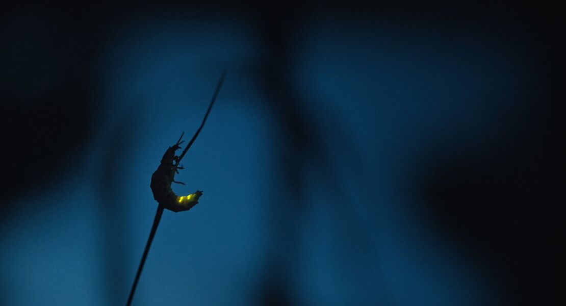 insekten-helden-im-verborgenen