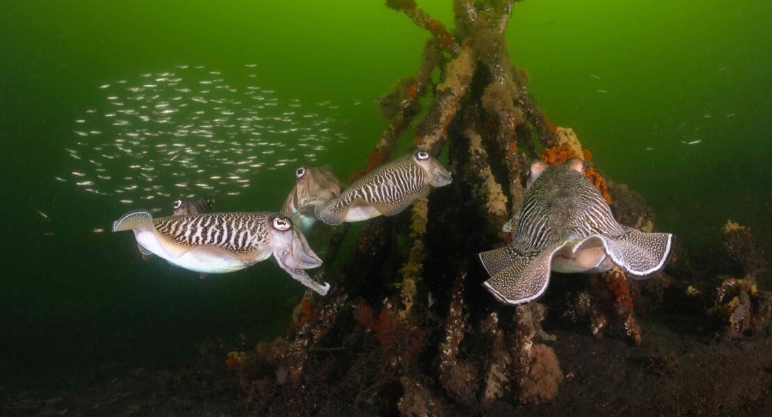 die-wilde-nordsee-natur-die-sich-nicht-zahmen-lasst